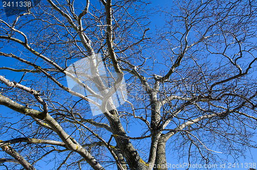 Image of Wych Elm tree