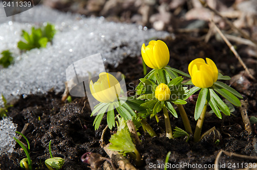 Image of Early garden flowers