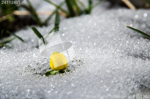 Image of Early yellow flower