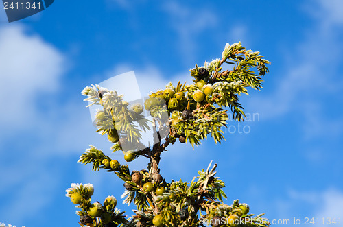 Image of Juniper berries