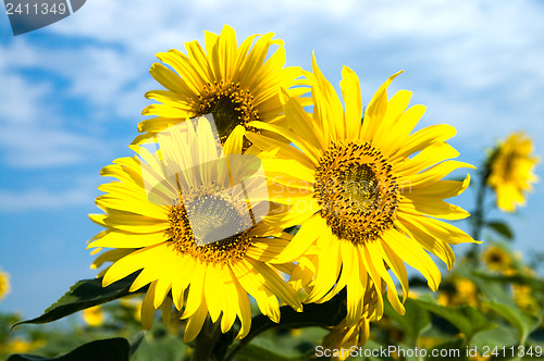 Image of sunflowers family on a background sky