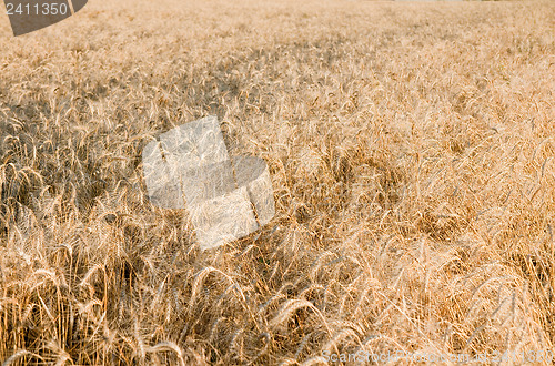 Image of Ears of ripe wheat on a field