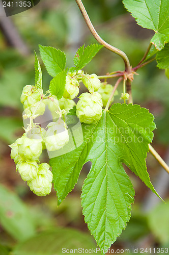 Image of hop cones