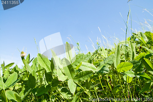 Image of grass on hill and sky over