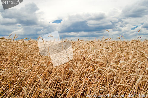 Image of field of wheat on sky with cloud background