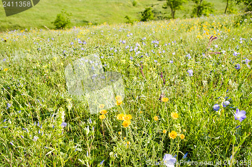 Image of meadow with flowers in nature