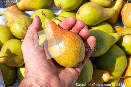 Image of a pear of new harvest is in a hand
