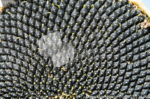 Image of black seed of ripe sunflower as texture