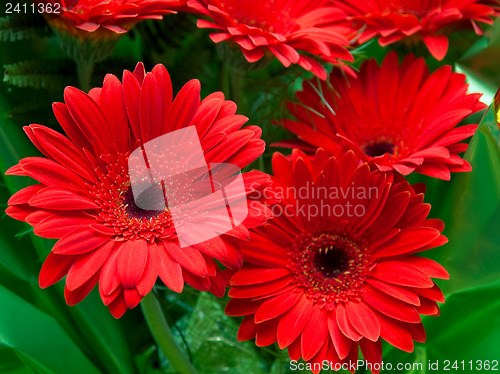 Image of red flowers in bouquet