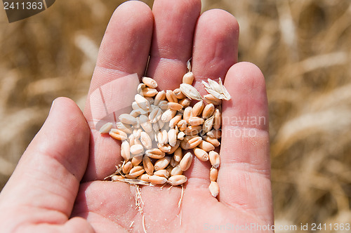 Image of cones in the hand over new harvest