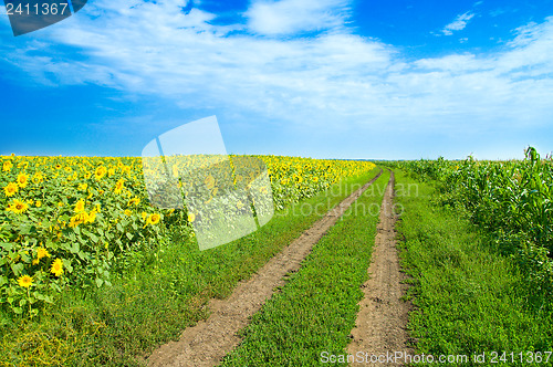 Image of a rural road goes to horizon between two field