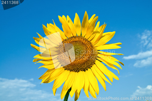 Image of beautiful sunflower on field with clouds