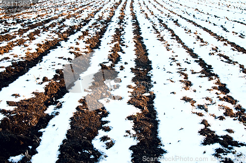 Image of white and black rows of field