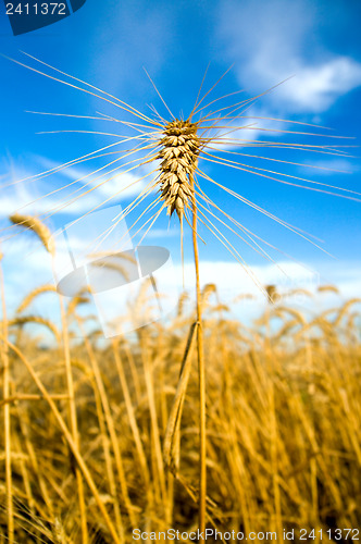 Image of ear on the field on a background dark blue sky