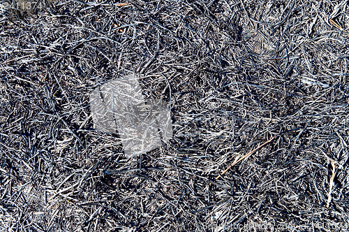 Image of black fire-damaged grass as background