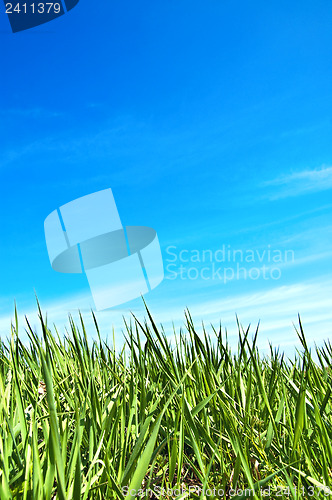 Image of green grass and blue sky