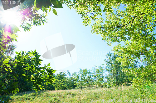 Image of natural frame with tree and meadow and sunny