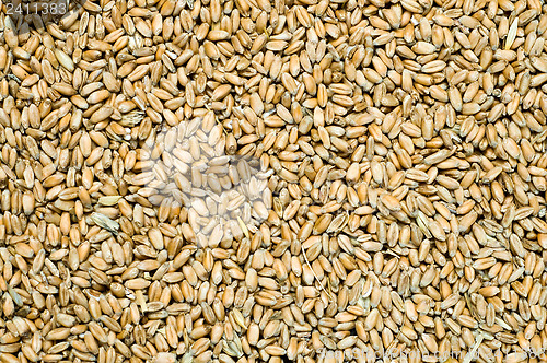 Image of grain as good natural background