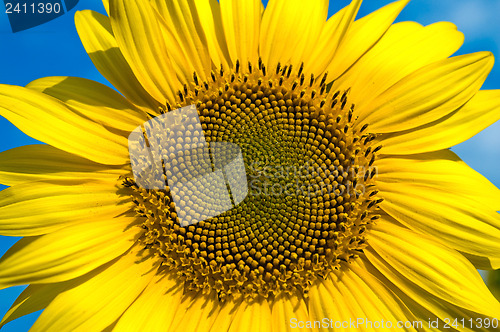 Image of beautiful sunflower on field with clouds