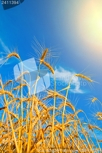Image of wheat ears with blue sky over them