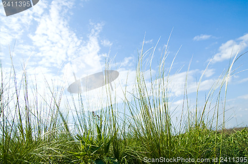 Image of Stipa grass on blue sky background