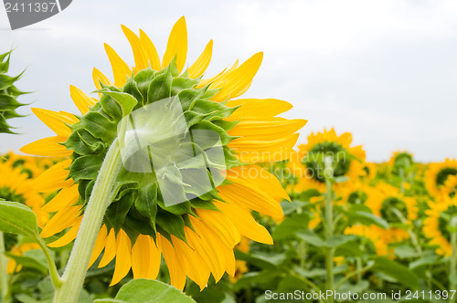 Image of Sunflower