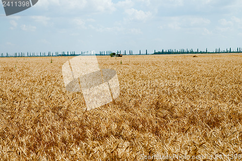 Image of Field of ripe wheat