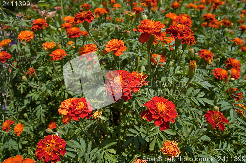 Image of Marigolds in nature