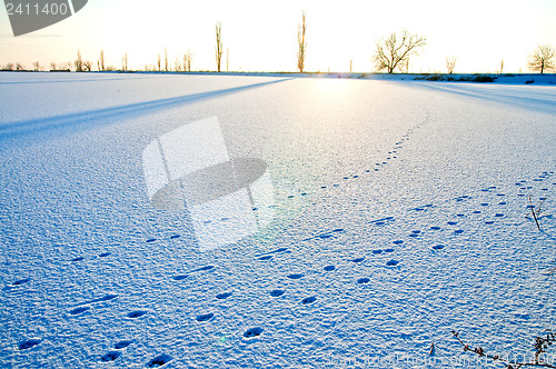 Image of tracks in the snow at evening