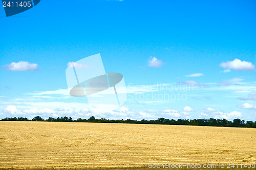 Image of view on the field with new big harvest