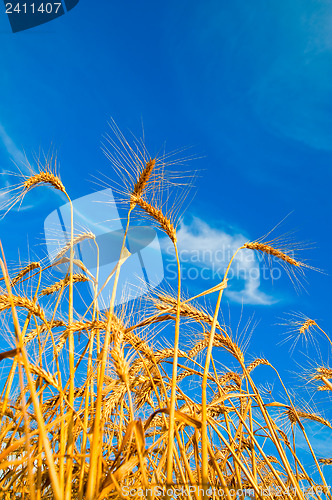 Image of Golden wheat ears