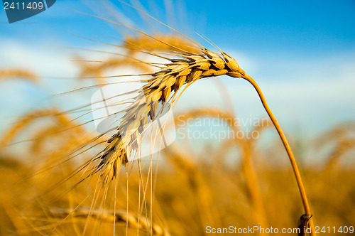 Image of One golden wheat ear