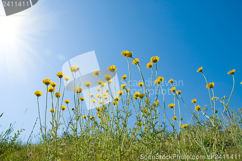 Image of flowers under sun