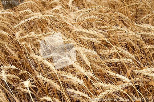 Image of yellow grain ready for harvest. south Ukraine