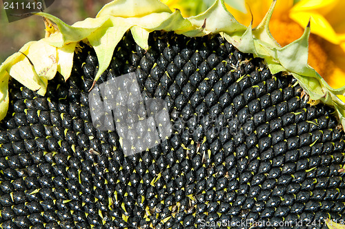 Image of black seed of ripe sunflower as texture