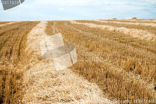 Image of new harvest before pickup into combine