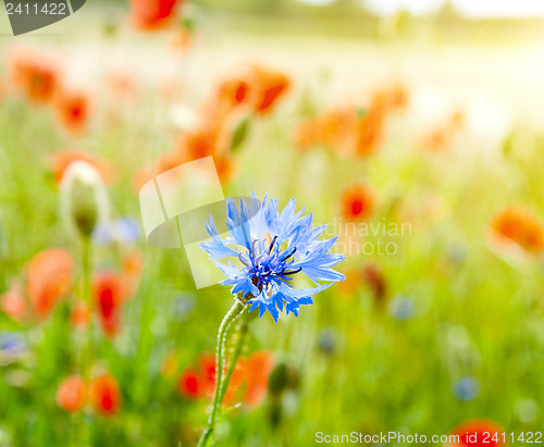 Image of blue cornflowers and red poppy in nature meadow