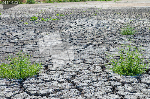 Image of Dried lawn