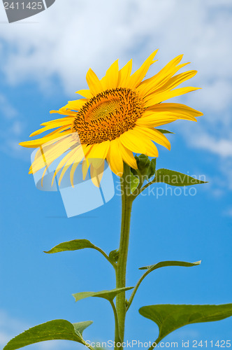 Image of sunflower close-up central part