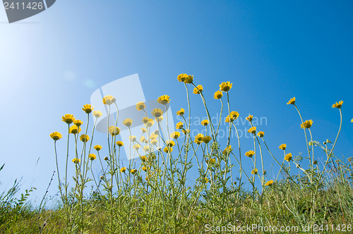Image of flowers under sun