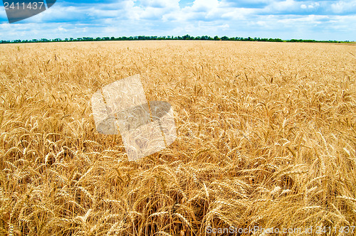 Image of Golden wheat ears with blue sky over them