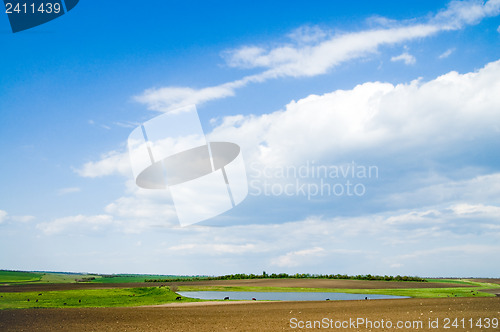 Image of Landscape green filed the blue sky and white clouds