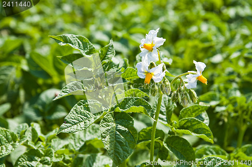 Image of flower of potato on green background