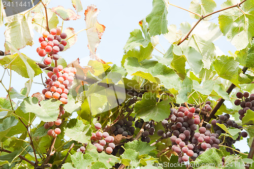 Image of grape on branch