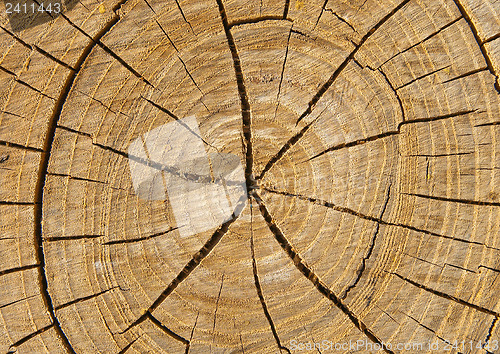 Image of cut of tree