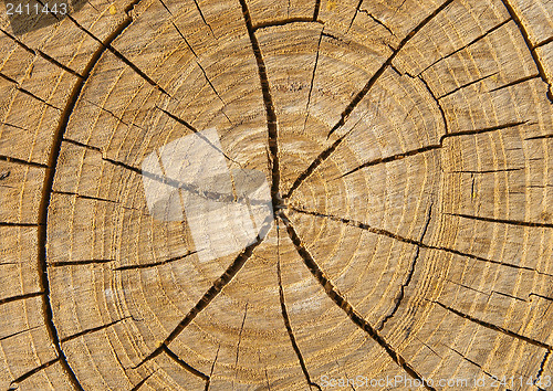 Image of cut of tree