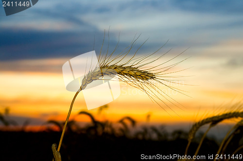 Image of Ripe wheat at sunset