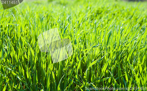 Image of good green grass as background