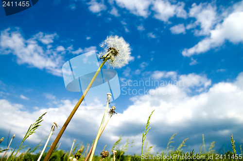 Image of old dandelion and blue sky