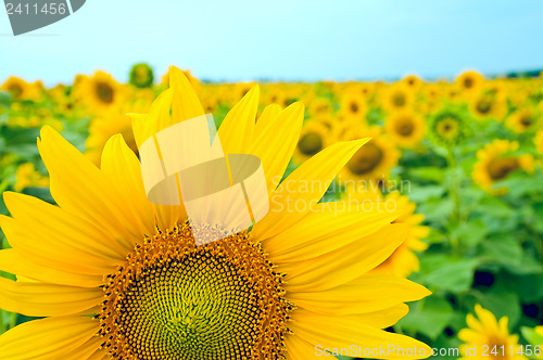 Image of Part of sunflower